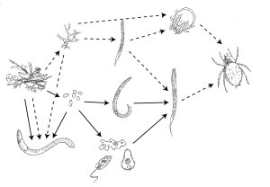 An example of a soil food web, with the fungal decomposition pathway (dashed arrows) and the bacterial decomposition pathway (solid arrows). Both fungi and bacteria are consumed by a chain of soil fauna, that consists of protozoa, nematodes, collembola, and mites.