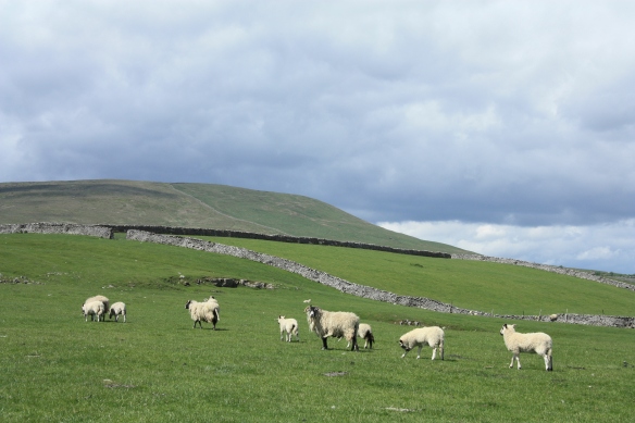 Grazing by sheep in the Yorkshire Dales