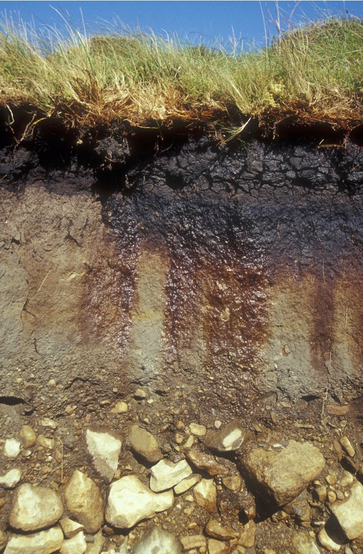 A photo of a soil profile, showing distinct layers, with vegetation and a dark organic layer at the top, and bedrock at the bottom